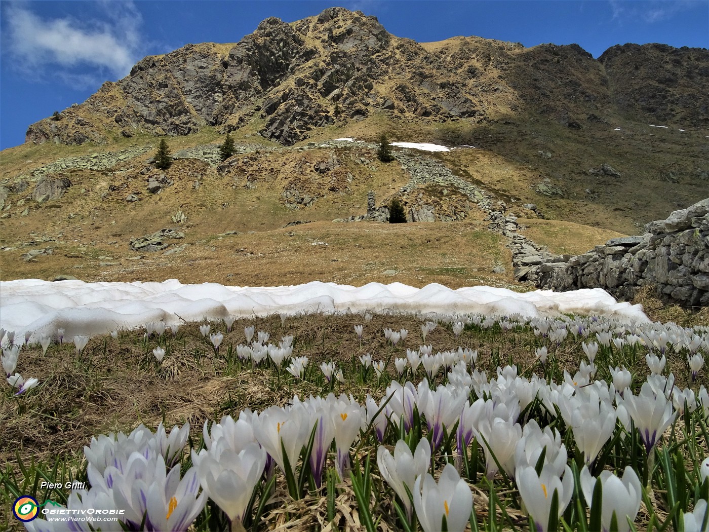 47 Distese di Crocus vernus salendo all'omone del sent. 101.JPG